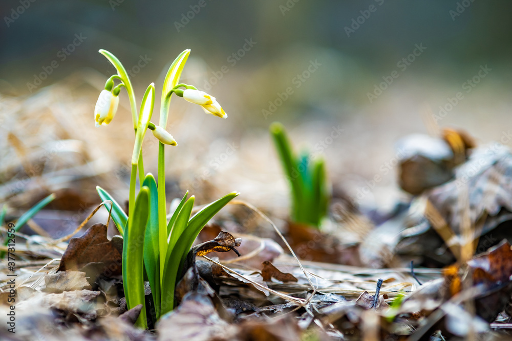 Close up view of small fresh snowdrops flowers growing among dry leaves in forest. First spring plants in woods.
