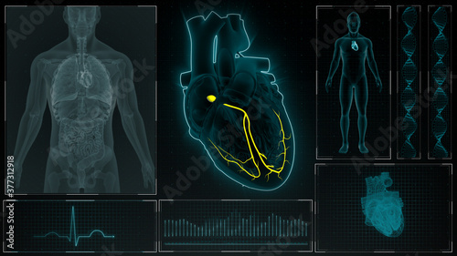 AV Node signals of human half heart 3d illustration photo