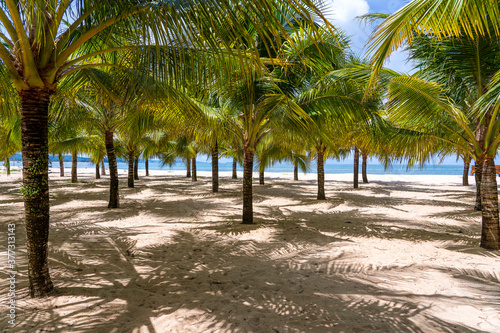 Coconut palm trees on white sandy beach near South China Sea on island of Phu Quoc, Vietnam. Travel and nature concept