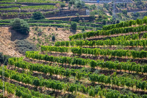 View of vineyards with vines  agricultural farm fields  typically Mediterranean landscape