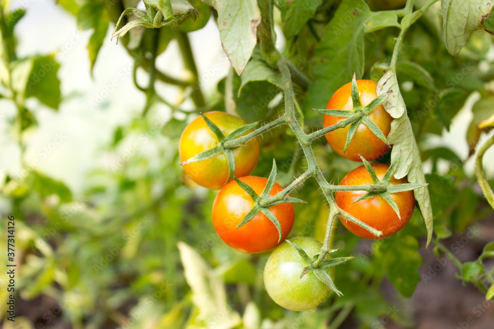 Cherry tomato, ripening tomatoes on a branch in a greenhouse