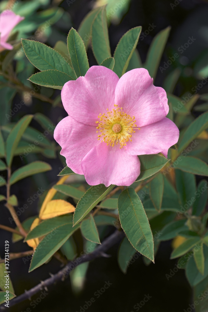Obraz premium Close-up image of Swamp rose flower (Rosa palustris)