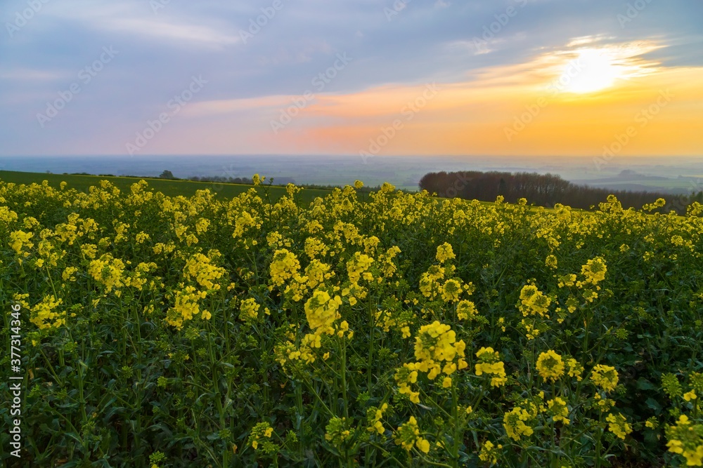 field of flowers field of flowers