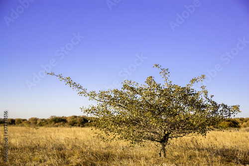 A single tree with unusual branches in an autumn field with yellowed grass against a bright blue sky