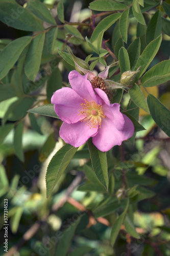 Close-up image of Swamp rose flower (Rosa palustris)