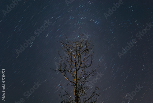 tree in the night sky