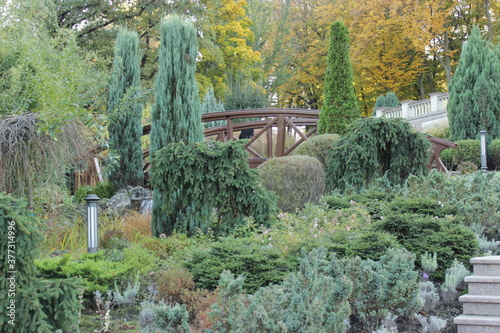 Wooden bridge framed by conifers in the park