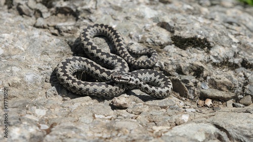 Adder viper snake (Vipera berus) getting away from the stone where it was basking
