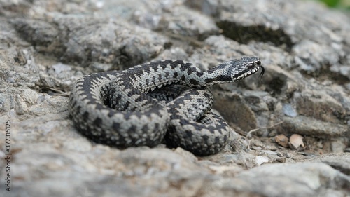 Adder viper snake (Vipera berus) moves gently from the rock into the grass