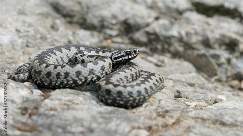 Photos Venomous adder viper snake (Vipera berus) attack and bite