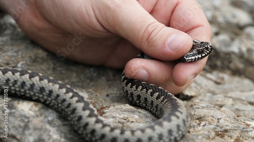 Close-up hand catch and hold adder viper snake head (Vipera berus) photo