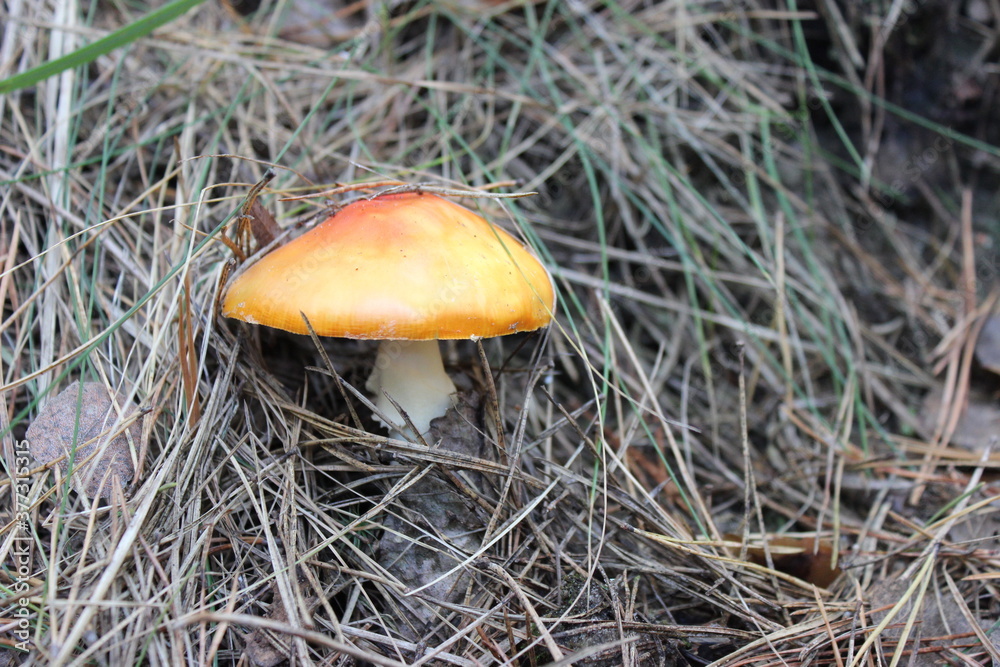 Toadstool mushroom under dry pine needles Toadstool mushroom under dry pine needles