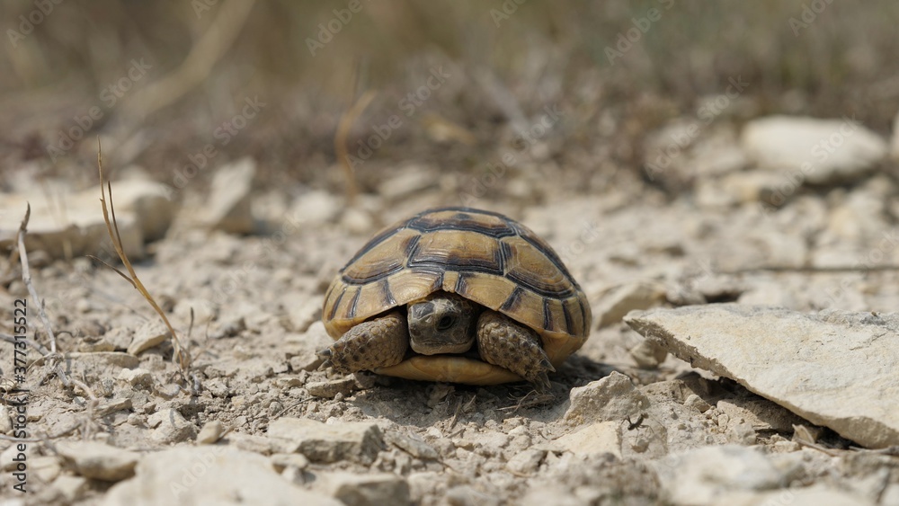 Portrait of Greek spur-thighed tortoise (Testudo graeca) in nature Portrait of Greek spur-thighed tortoise (Testudo graeca) in nature