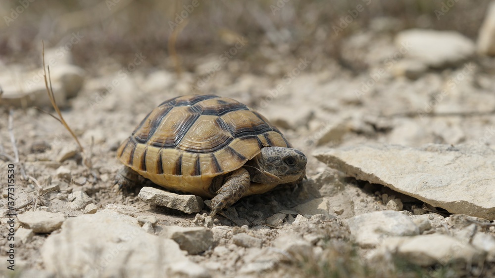 Little Greek spur-thighed tortoise (Testudo graeca) walk on rocky arid ...