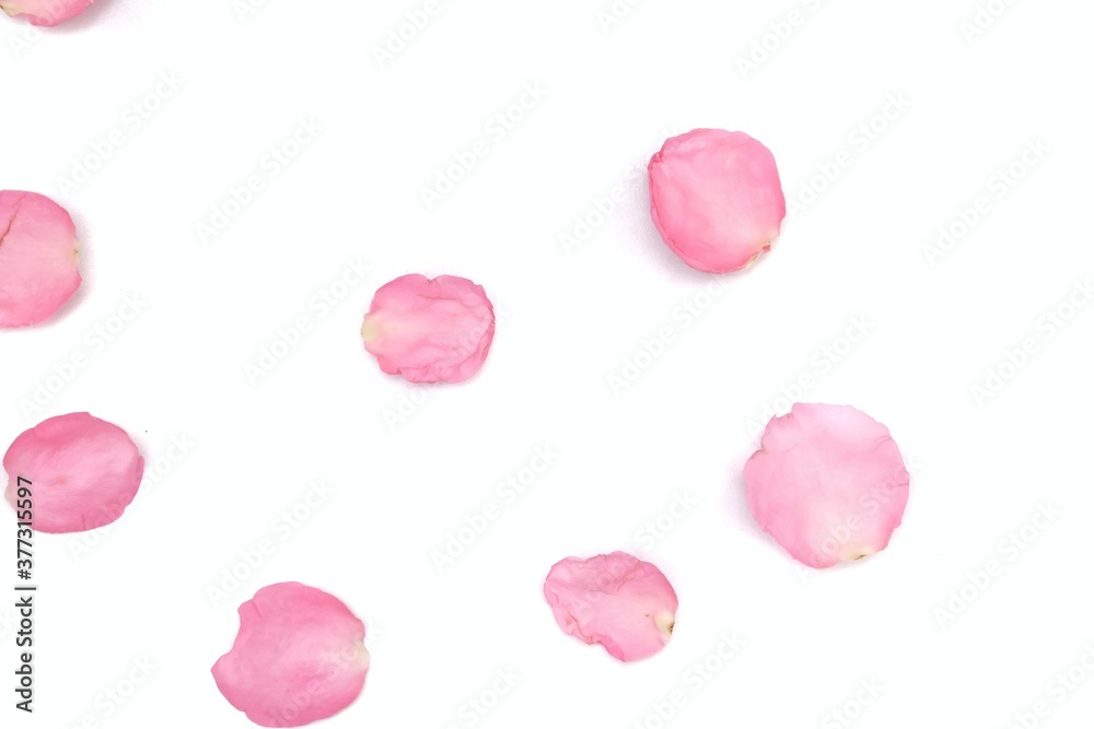 Blurred a group of sweet pink rose corollas on white isolated with copy space and softy style Blurred a group of sweet pink rose corollas on white isolated with copy space and softy style