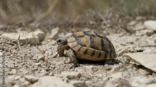 Close-up tortoise (Testudo graeca) in dry environment