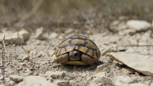 Portrait of Greek spur-thighed tortoise (Testudo graeca) in nature