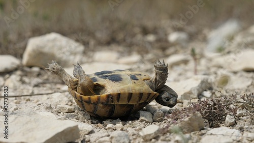 Foto Greek tortoise (Testudo graeca) accidentally upside down