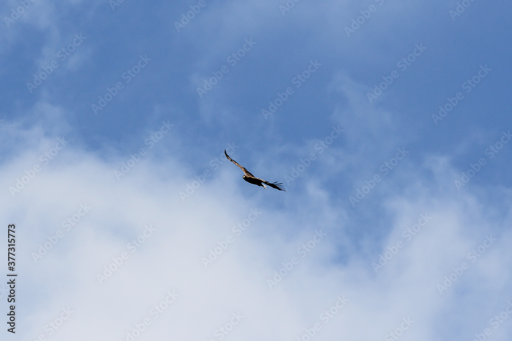 Flight of a hawk in the sky.