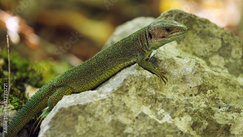 Green lizard  Lacerta viridis  on a rock in the woods
