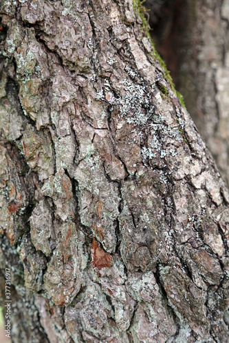 Fototapeta Naklejka Na Ścianę i Meble -  Close up of bark of a tree

