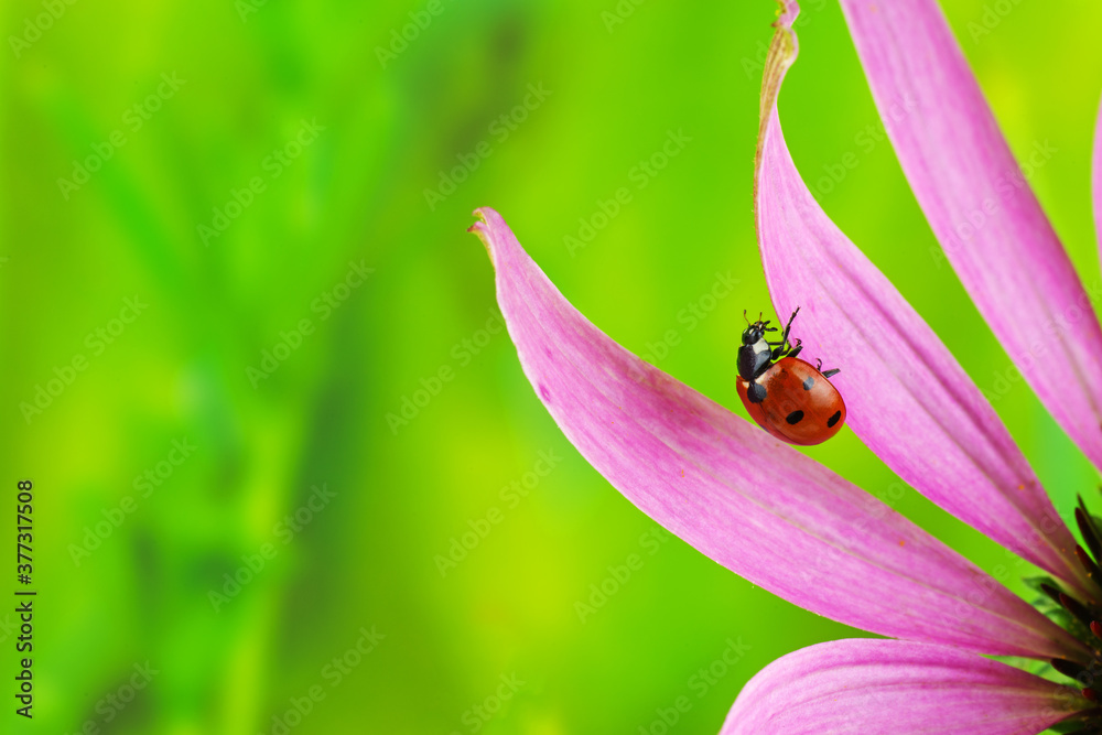 Ladybug crawl over pink echinacea in sunny bright summer day Ladybug crawl over pink echinacea in sunny bright summer day
