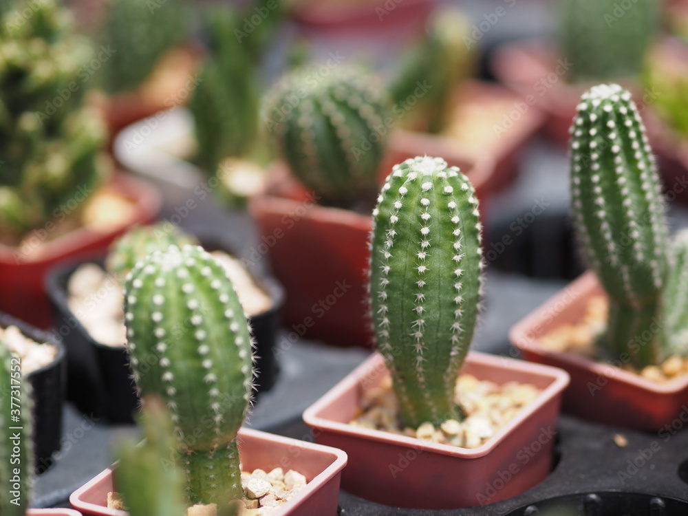 Cactus tree green trunk has sharp spikes around blooming in Plastic pots Cactus tree green trunk has sharp spikes around blooming in Plastic pots