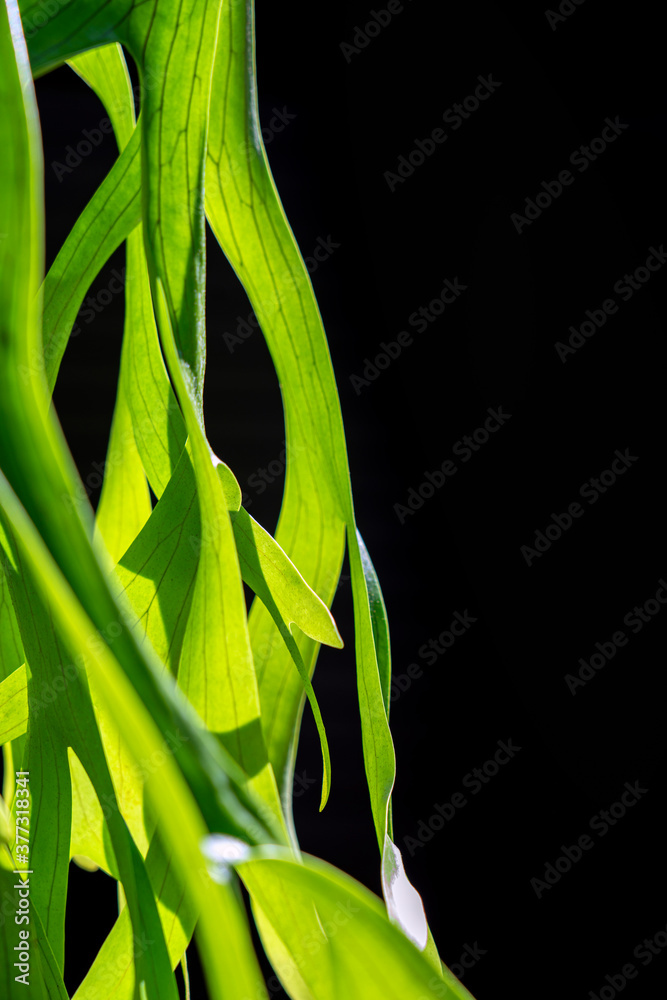 Obraz premium green forest fern petals. fern pattern macro