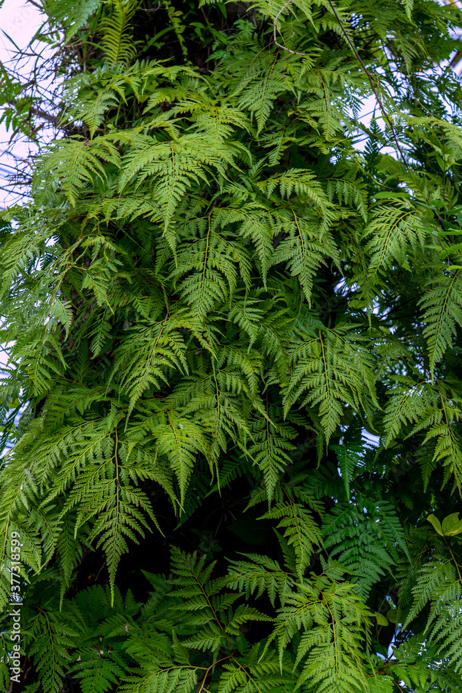 green forest fern petals. fern pattern macro green forest fern petals. fern pattern macro