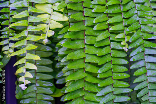 green forest fern petals. fern pattern macro