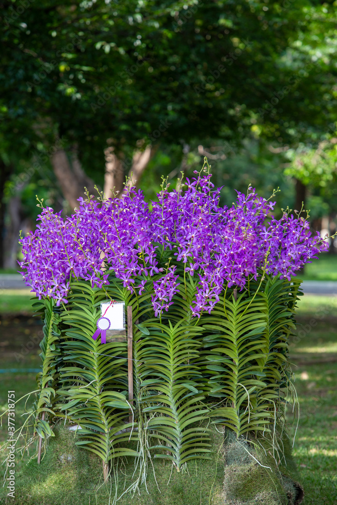 Obraz premium Beautiful​ orchid​ flower​ blooming​ in​ garden​