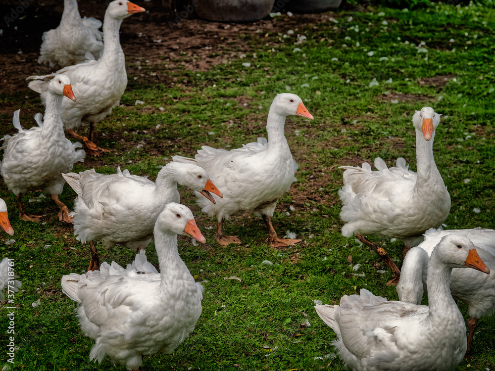 Flock of white geese loosing feathers Flock of white geese loosing feathers