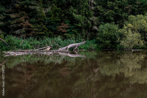 broken tree trunk reflected on the river surface