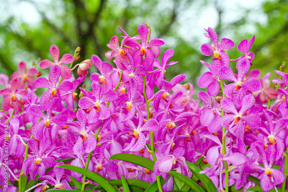 Fototapeta premium Beautiful​ orchid​ flower​ blooming​ in​ garden​