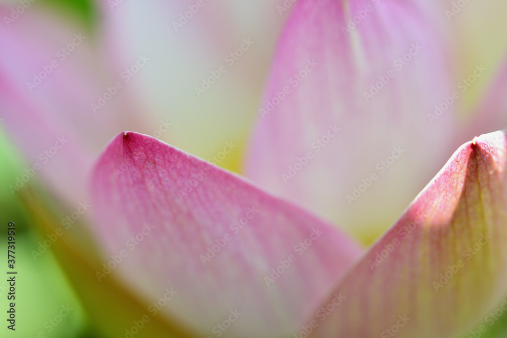 古代蓮の花びら