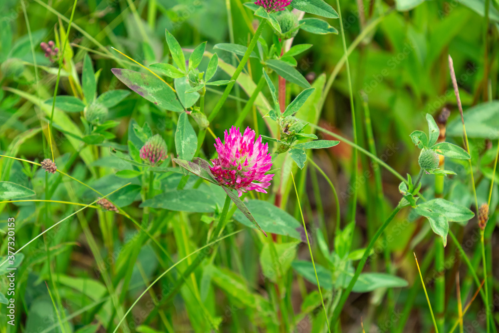 Wildflower clover in the forest in summer Wildflower clover in the forest in summer