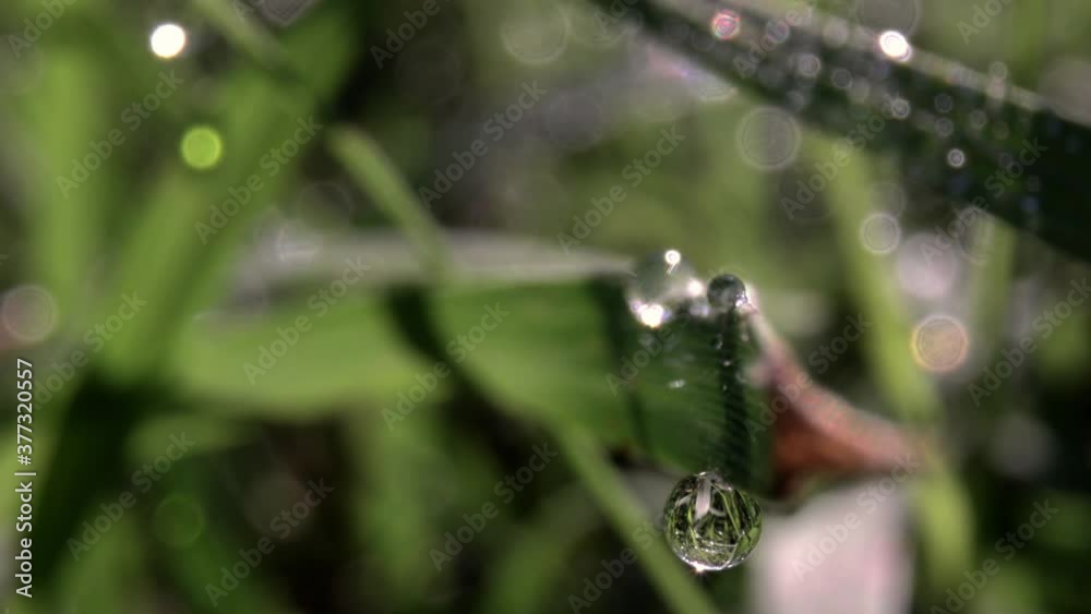 Macro film of dew drops on blade of grass Macro film of dew drops on blade of grass
