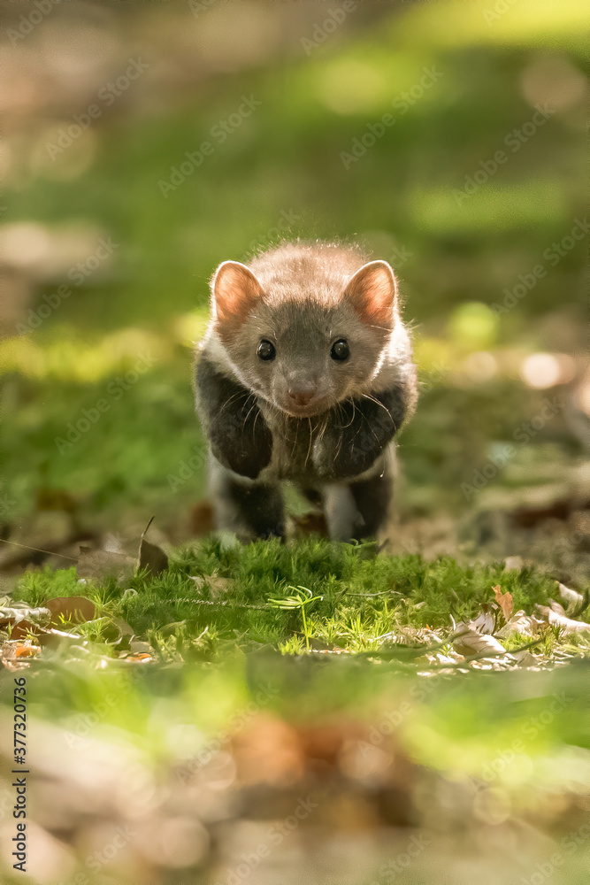 Stone marten, Martes foina, with clear green background. Beech marten, detail portrait of forest animal. Small predator sitting on the beautiful green moss stone in the forest. Wildlife scene, France Stone marten, Martes foina, with clear green background. Beech marten, detail portrait of forest animal. Small predator sitting on the beautiful green moss stone in the forest. Wildlife scene, France