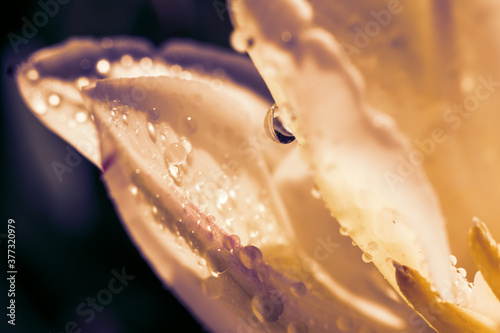 Horizontal backdrop with vintage toned delicate tulip flower close up. Wet petals of tulip flower with small rain drops. Purple and orange toned photo