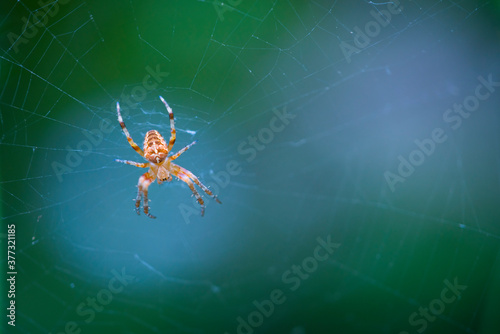 Spider, Cueva Deboyu, Campo de Caso, Redes Natural Park, Caso Council, Asturias, Spain, Europe