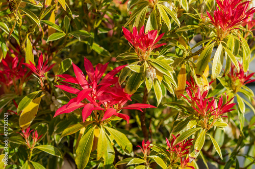 Pieris japonica evergreen shrub with bright red leaves foliage in garden during summer season