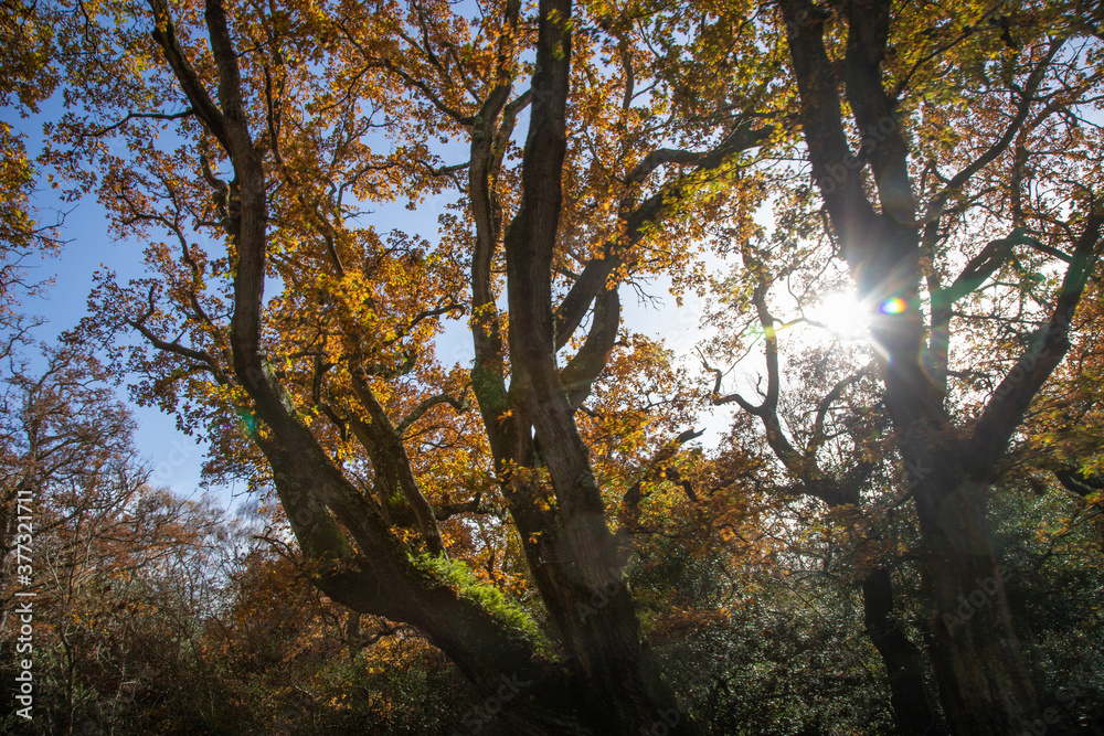 Fototapeta premium Trees in autumn colour, golden leaves in low sun in forest setting