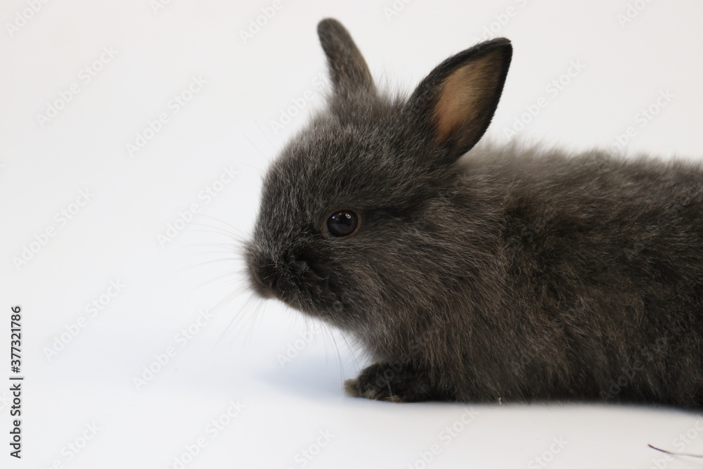 Obraz premium Cute Black Bunny Rabbit on White background