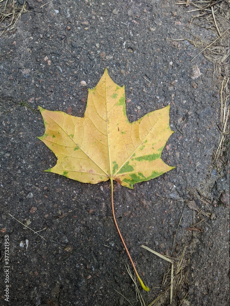 one colorful maple leaf on the asphalt in the autumn one colorful maple leaf on the asphalt in the autumn
