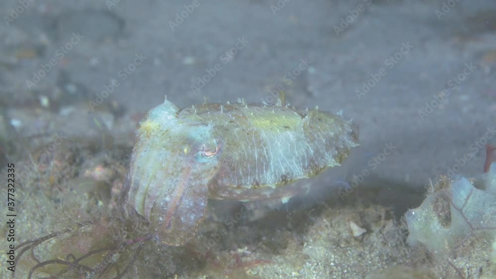 Squid Cuttlefish with lighting skin underwater looking for food in ocean.Close up shot. Squid Cuttlefish with lighting skin underwater looking for food in ocean.Close up shot.