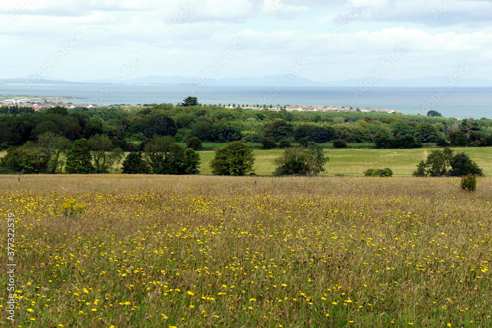 Landscapes of Ireland. A meadow with wildflowers on the shores of the Irish Sea.Ireland.