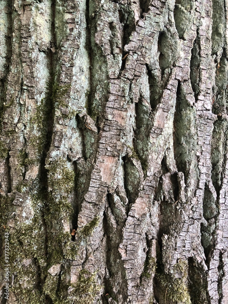 Fototapeta premium bark of a tree texture background