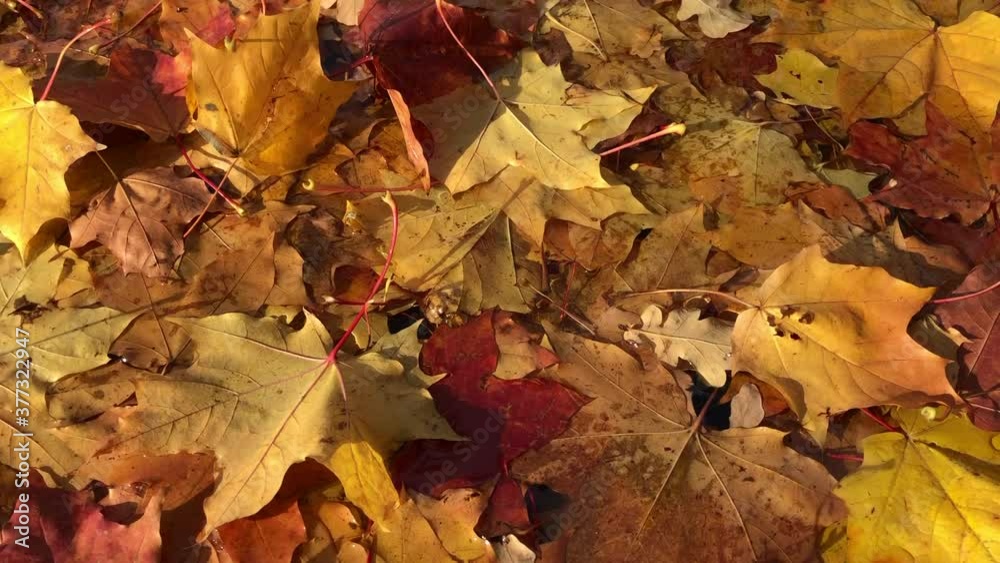 Bright colorful autumn leaves covering the ground, lying in the water. Seasonal background Bright colorful autumn leaves covering the ground, lying in the water. Seasonal background