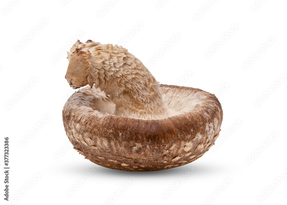 Shiitake mushroom on white background Shiitake mushroom on white background