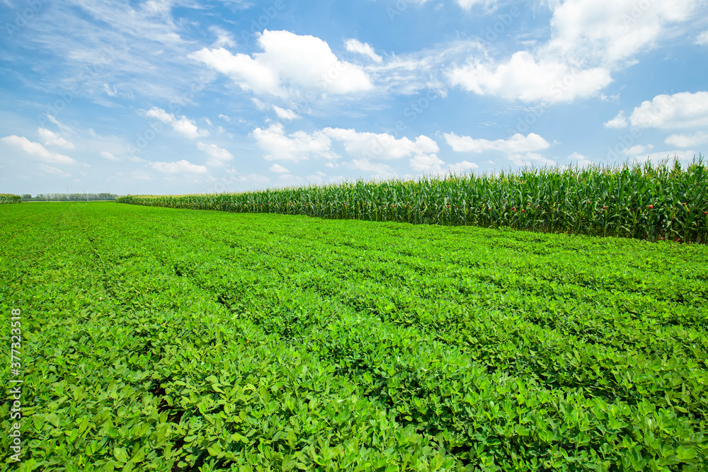 Peanut Field, Peanut plantation fields. Peanut Field, Peanut plantation fields.
